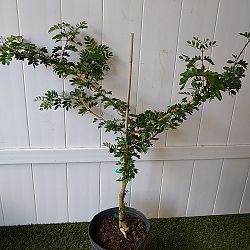 Lignum vitae 'Sanctum' Lignum vitae 'Sanctum'