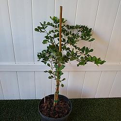 Lignum vitae 'Sanctum' Lignum vitae 'Sanctum'