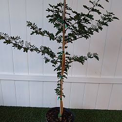 Lignum vitae 'Sanctum' Lignum vitae 'Sanctum'