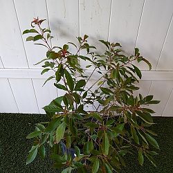 Firebush Firebush