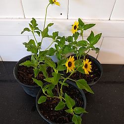 Beach Sunflower Beach Sunflower