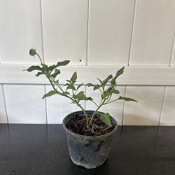 Beach Sunflower Beach Sunflower