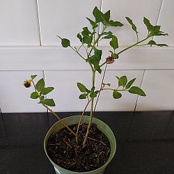 Beach Sunflower Beach Sunflower