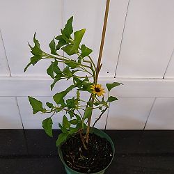 Beach Sunflower Beach Sunflower