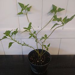 Beach Sunflower Beach Sunflower