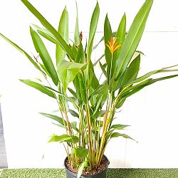 Heliconia 'Andromeda' Heliconia 'Andromeda'