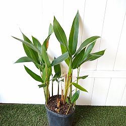 Heliconia 'Andromeda' Heliconia 'Andromeda'