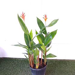 Heliconia 'Andromeda' Heliconia 'Andromeda'