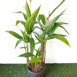 Heliconia 'Andromeda' Heliconia 'Andromeda'