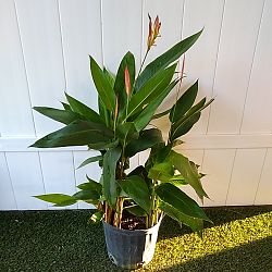 Heliconia 'Andromeda' Heliconia 'Andromeda'