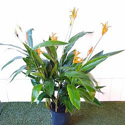 Heliconia 'Andromeda' Heliconia 'Andromeda'