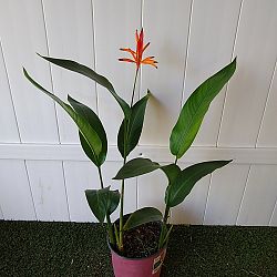 Heliconia 'Choconiana' Heliconia 'Choconiana'