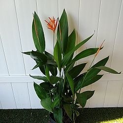 Heliconia 'Choconiana' Heliconia 'Choconiana'