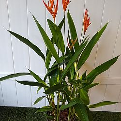 Heliconia 'Choconiana' Heliconia 'Choconiana'