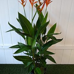 Heliconia 'Choconiana' Heliconia 'Choconiana'