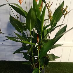 Heliconia 'Choconiana' Heliconia 'Choconiana'