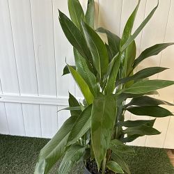 Heliconia 'Choconiana' Heliconia 'Choconiana'