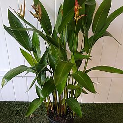 Heliconia 'Choconiana' Heliconia 'Choconiana'