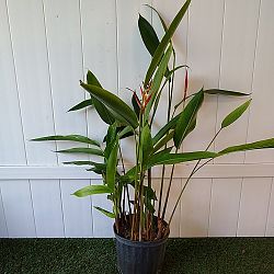 Heliconia 'Lady Di' Heliconia 'Lady Di'