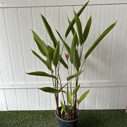 Heliconia 'Lady Di' Heliconia 'Lady Di'