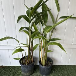 Heliconia 'Lady Di' Heliconia 'Lady Di'