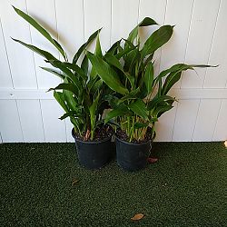 Heliconia 'Lady Di' Heliconia 'Lady Di'