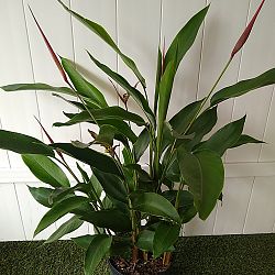 Heliconia 'Lady Di' Heliconia 'Lady Di'