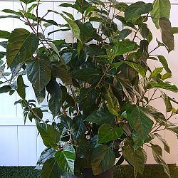 Tropical Hibiscus 'Pink' Tropical Hibiscus 'Pink'