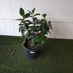 Tropical Hibiscus 'Pink' Tropical Hibiscus 'Pink'