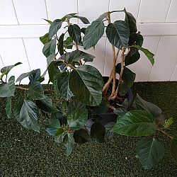 Tropical Hibiscus 'Pink' Tropical Hibiscus 'Pink'