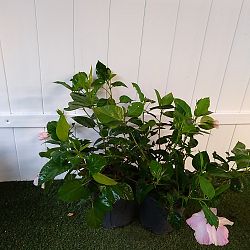 Tropical Hibiscus 'Pink' Tropical Hibiscus 'Pink'