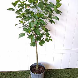Tropical Hibiscus 'Red Tropical Hibiscus 'Red
