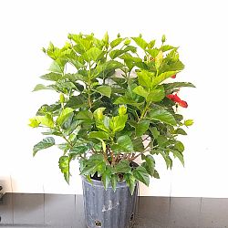 Tropical Hibiscus 'Red Tropical Hibiscus 'Red
