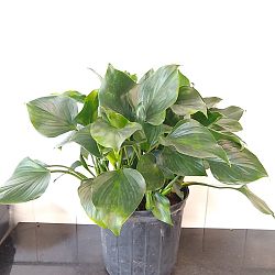 Homalomena 'Emerald Gem', Emerald gem Homalomena 'Emerald Gem', Emerald gem