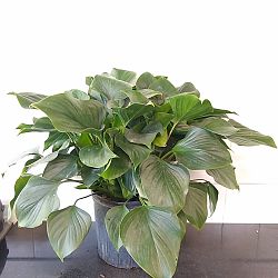 Homalomena 'Emerald Gem', Emerald gem Homalomena 'Emerald Gem', Emerald gem