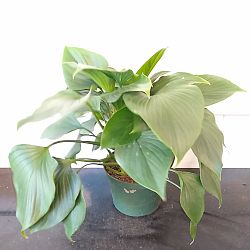 Homalomena 'Emerald Gem', Emerald gem Homalomena 'Emerald Gem', Emerald gem