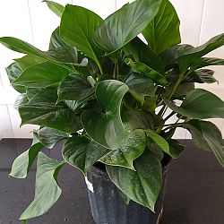 Homalomena 'Emerald Gem', Emerald gem Homalomena 'Emerald Gem', Emerald gem