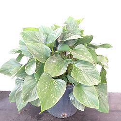 Homalomena 'Emerald Gem', Emerald gem Homalomena 'Emerald Gem', Emerald gem