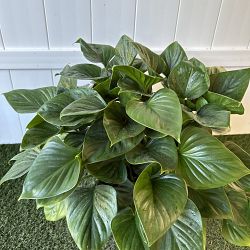 Homalomena 'Emerald Gem', Emerald gem Homalomena 'Emerald Gem', Emerald gem