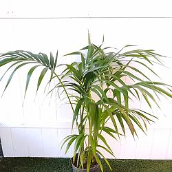 Kentia Palm Kentia Palm