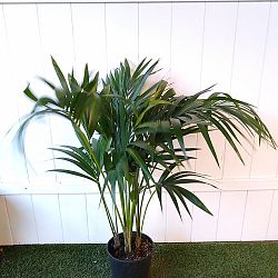 Kentia Palm Kentia Palm