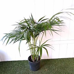 Kentia Palm Kentia Palm