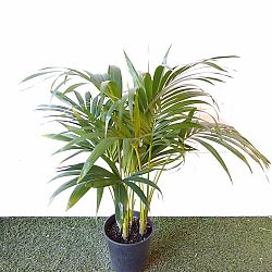 Kentia Palm Kentia Palm