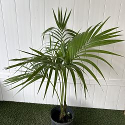 Kentia Palm Kentia Palm