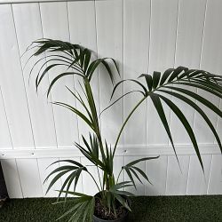 Kentia Palm Kentia Palm