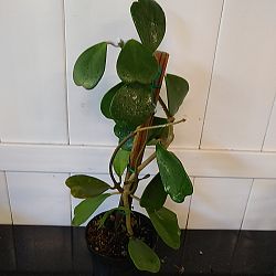 Heart-Leaf Hoya Heart-Leaf Hoya