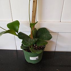 Heart-Leaf Hoya Heart-Leaf Hoya