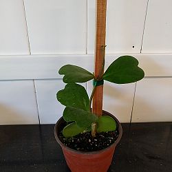 Heart-Leaf Hoya Heart-Leaf Hoya