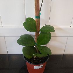 Heart-Leaf Hoya Heart-Leaf Hoya