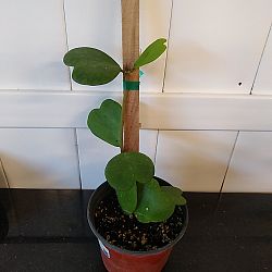 Heart-Leaf Hoya Heart-Leaf Hoya